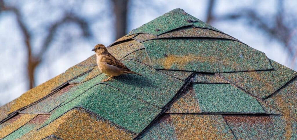 roof with bird